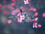 粉色小花