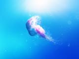 梦幻水母