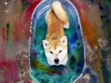 可爱秋田犬