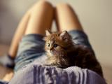 呆愣小猫咪