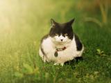 可爱胖猫