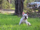 草地上玩耍的斗牛犬