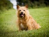 萌狗约克夏梗犬