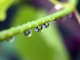 枝干上的雨滴