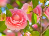 粉色茶花