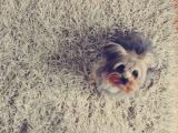 呆萌约克夏梗犬