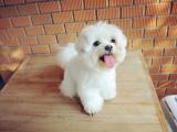 马尔济斯犬