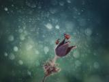 雨中瓢虫