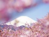 富士山下的樱花