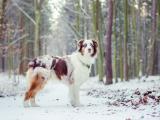 雪地里的澳大利亚牧羊犬