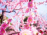春天里的桃花