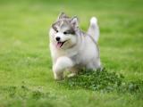阿拉斯加幼犬