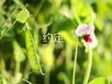 约定最终相遇