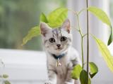 带着铃铛的猫咪