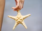 手里的海星