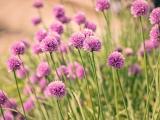 紫色花球