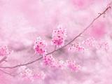 樱花正开时
