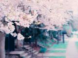 樱花花海