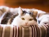 慵懒的猫咪