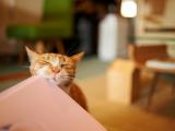 猫咪挠痒