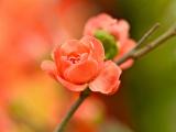 金盏花