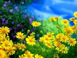 清新菊花