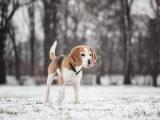 比格猎犬