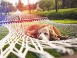 阳光下惬意的金毛