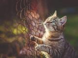 仰望天空的猫咪