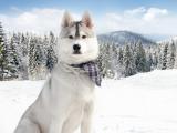 西伯利亚雪橇犬