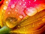 花叶上的雨珠