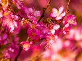 花丛中的小蜜蜂