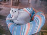 敏锐的猫咪