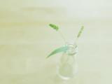 瓶子里的狗尾巴草