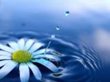 水里的雏菊