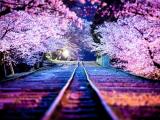 夜幕下的樱花小道