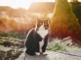 表情傲娇的猫咪