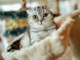 小灰猫
