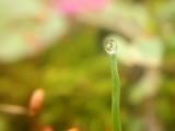 小叶尖上的水珠