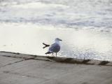 孤单海鸥