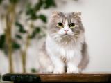 胖嘟嘟的呆萌猫咪