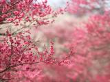 粉色樱花