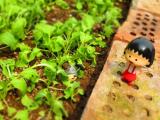 樱桃小丸子和龙猫