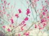 满园桃花