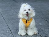 马尔济斯犬