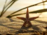 沙滩上的唯美海星