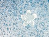 水中花