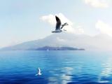 蓝天飞翔的海鸥