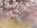 粉色樱花