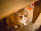 呆萌加菲猫